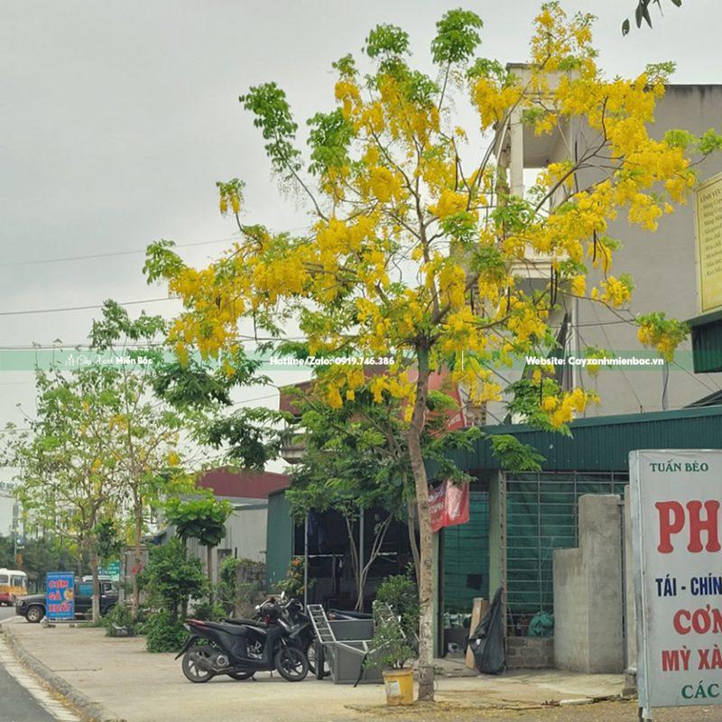 cây muồng hoàng yến